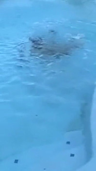 Quente Jovem Transsexual Recebe Um Mergulho Nu Na Piscina