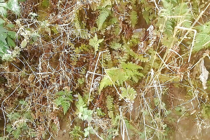 Gangbang straight: ネハリカへの小便トリビュート