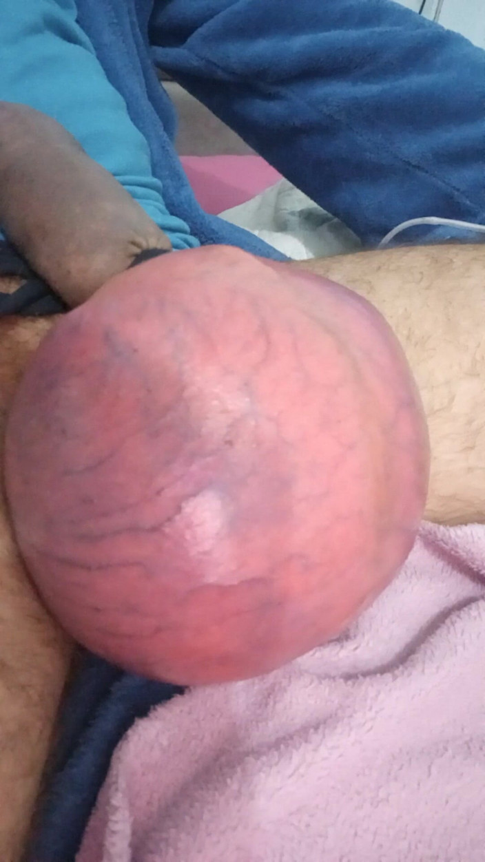 Lion big balls: Extreme lucht