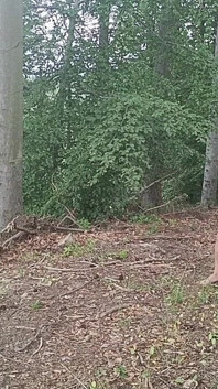 Esposizione nella foresta: Un uccello inseguito in una foresta di faggi