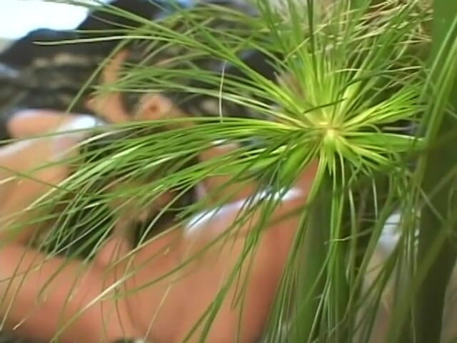 Latina Bang: Latina seksi dikongkek di sofa