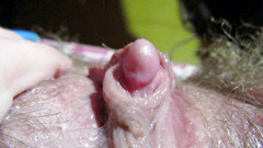 Cuteblonde666: Kapající mokrý chlupatý velký klitoris honění a tření orgasmu