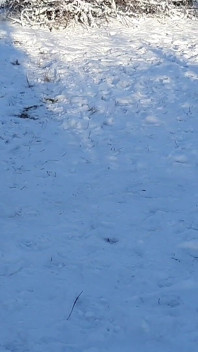 I Masturbate Riskily in a Public Park on People
