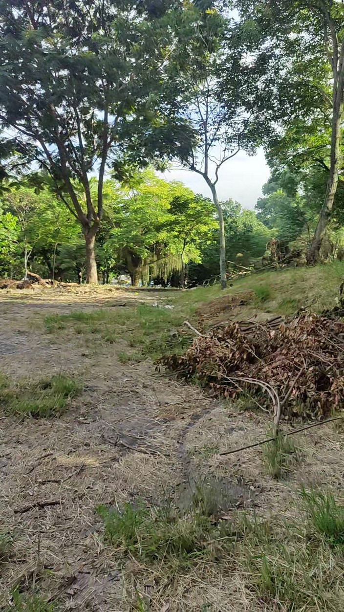 Lily Slav: Yendo a caminar por el bosque como un cachorro