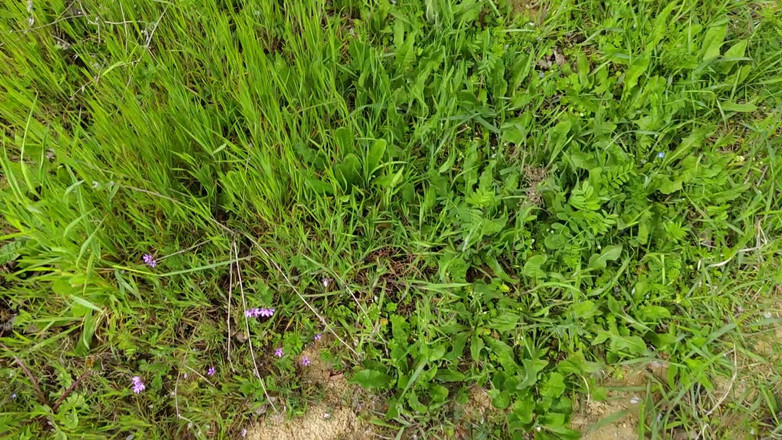 Bayer911: Koláč od dubu