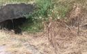 Manly foot: Vista deslumbrante no Desfiladeiro de Werribee - Echidna Comendo Formigas Enquanto...