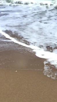 Bitch on the Beach