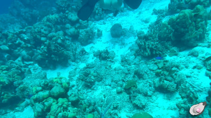 Mistress Pink Pearl: 博内尔岛独处时间