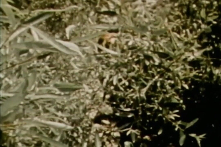 Vintage Megastore Full hd: Sardas 01 - filme reestilante em versão Full HD