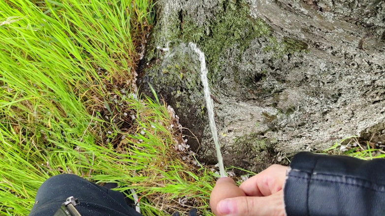 Bayer911: Tarte au Chêne