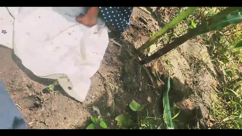 Showkee: Farm Doggyshot