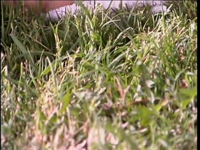 Girls of Desire: Hot girls have sex outdoors.