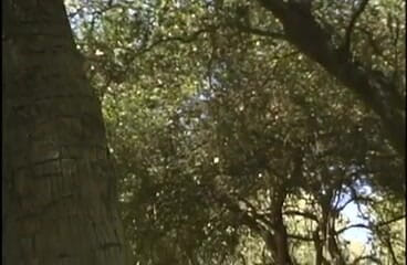 Tight little babes: Dos pareja de lesbianas tetonas teniendo sexo bajo un árbol al...