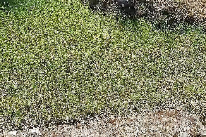 Gangbang straight: ニハリカ・マウス・ランド関係