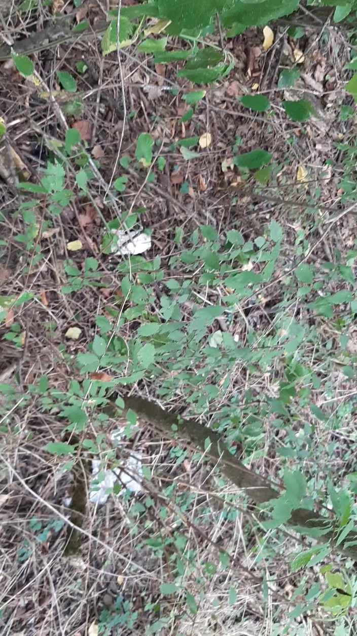 Lesbian-illusion: Nós fodemos na floresta para que ninguém saiba que somos...