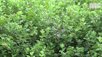 Japanese Hentai Matings: Spring panas terbatal - Shiori, 25, seorang wanita berkahwin - 1