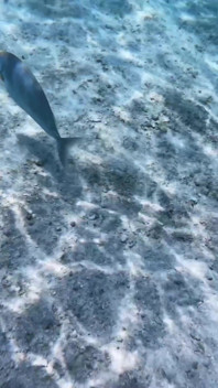 Magic Movie Welcome to Maldives