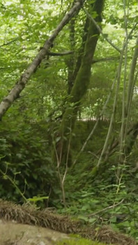 Jag knullar en fransk MILF i skogen medan människor passerar