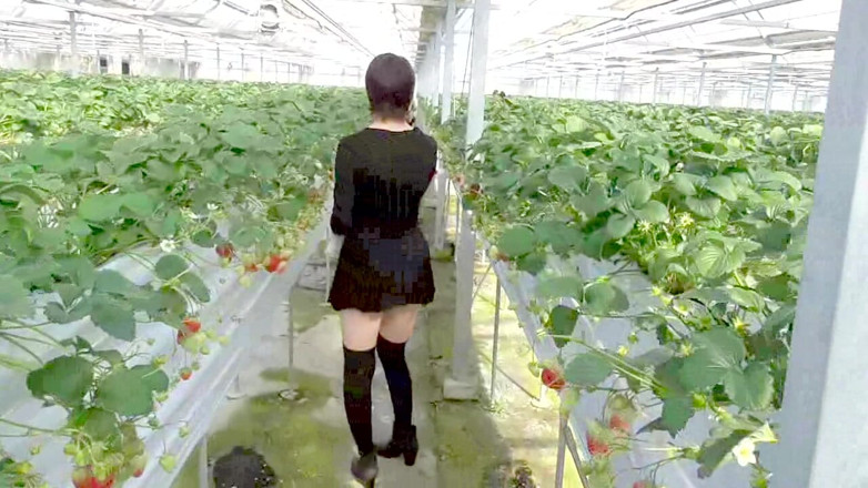 hiro_mayu_couple_jp: Mayu No.45: Strawberry Picking Exposure, Immediate Oral, Swallowing Specialization