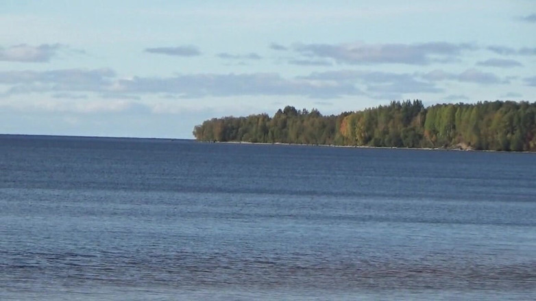 RedRoseRus: Calze Da Camminare per Il Corpo in Una Rete