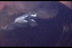 Random111zoig: Memoc 24