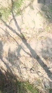 Kakak ipar india dientot gaya doggy di ladang mustar. Desi bhabhi seks di luar ruangan dengan dewar