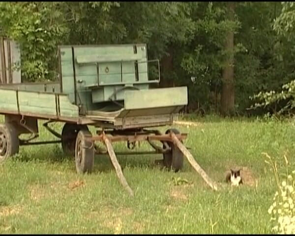 Deutsche Madchen: Bunicuță germană futută tare în natură