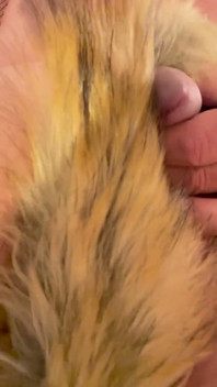 Foxtail fişi kıçta