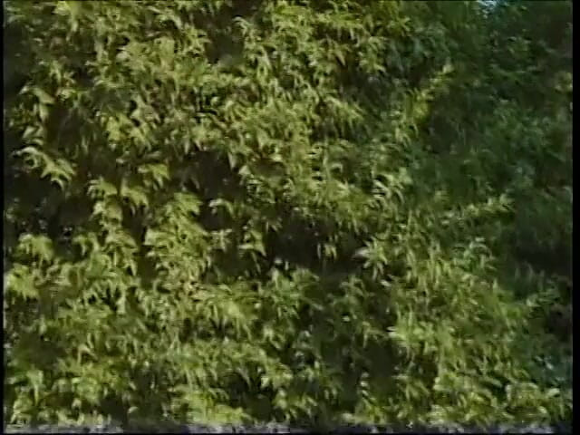 Latina Bang: Horny couple has wild sex on diving board