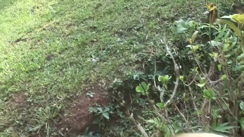 The Lesbians Megastore: Long Fingering Sessions for Lesbian Lovers