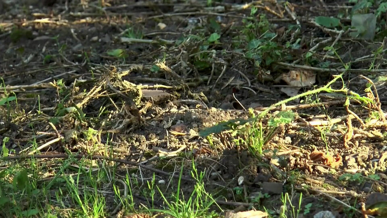 Best Amateur Sex: Calda ragazza ebano gola profonda e ottiene una selvaggia azione...