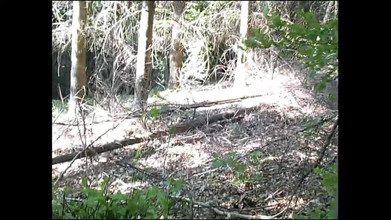 Out Sexxx: Wanita sange ini lagi asik masturbasi memek berbulunya pakai dildo...