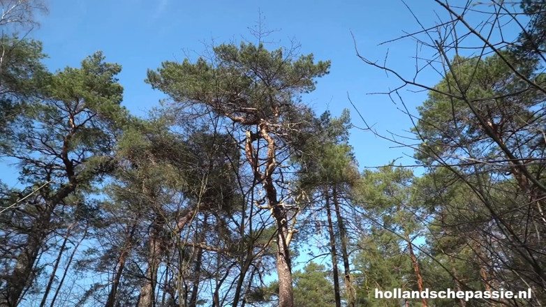 Hollandsche Passie: Anaal em Het Bos - Hollandschepassie