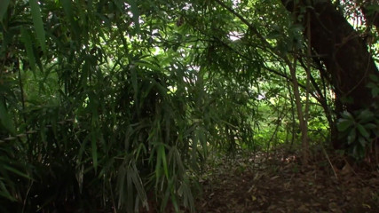 Caribbeancom: Sweet asian girl is getting her hairy pussy drilled