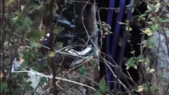 Transsexuell and gay club: Divoká venkovní setkání s gay ruinami