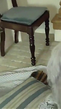 Blowjob selamba semasa camming semasa bercuti