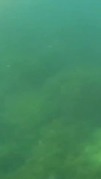 Did You Already See Y Swimming Video?