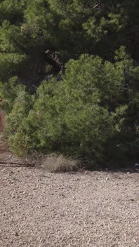Yoga al aire libre en pantimedias en el bosque