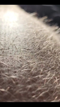 Ginger Fur