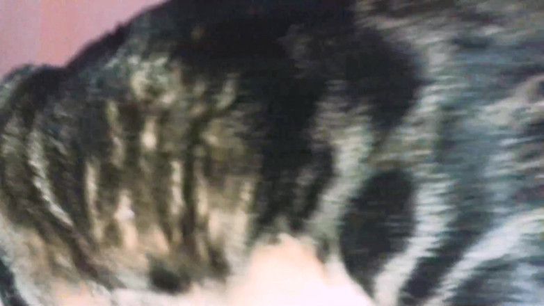 Pipaypipo: Xl polla en mi puerta trasera