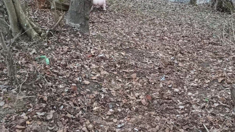 SexyFairyTale: Une fille capturée dans la forêt