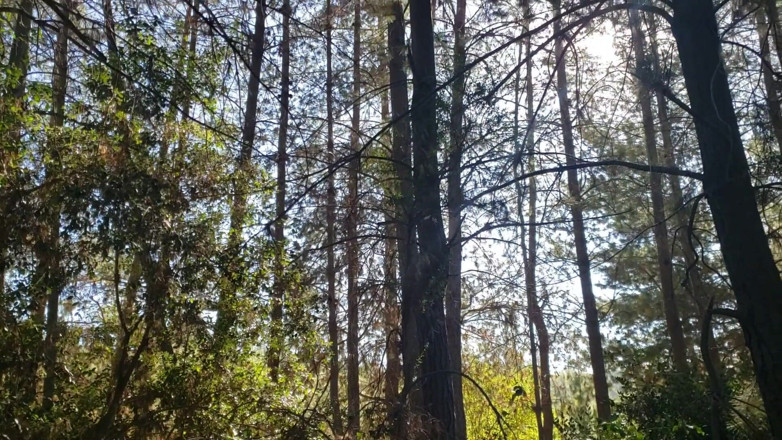 Riderqueen: Latina big ass walking forest