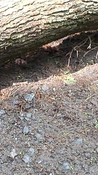 Me Doigter Dans Les Bois!