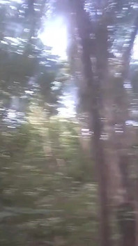 Walk in the Woods