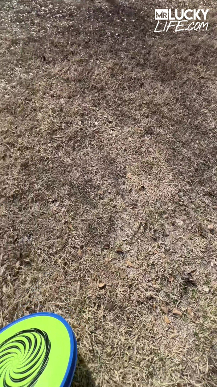 Mr.Lucky POV: Frisbee Distracție în Phoenix