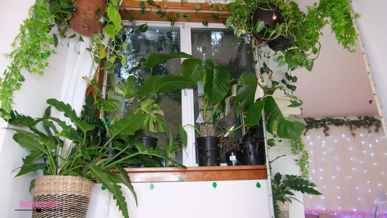 Destination Kat: Decorează-mi copacul cu mine Sfw