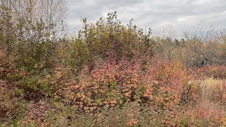 sweethanajapanese: Pissing kundička zezadu úžasný výhled