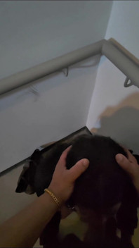 Gadis pemalu diyakinkan untuk telan sperma pria asing di lift