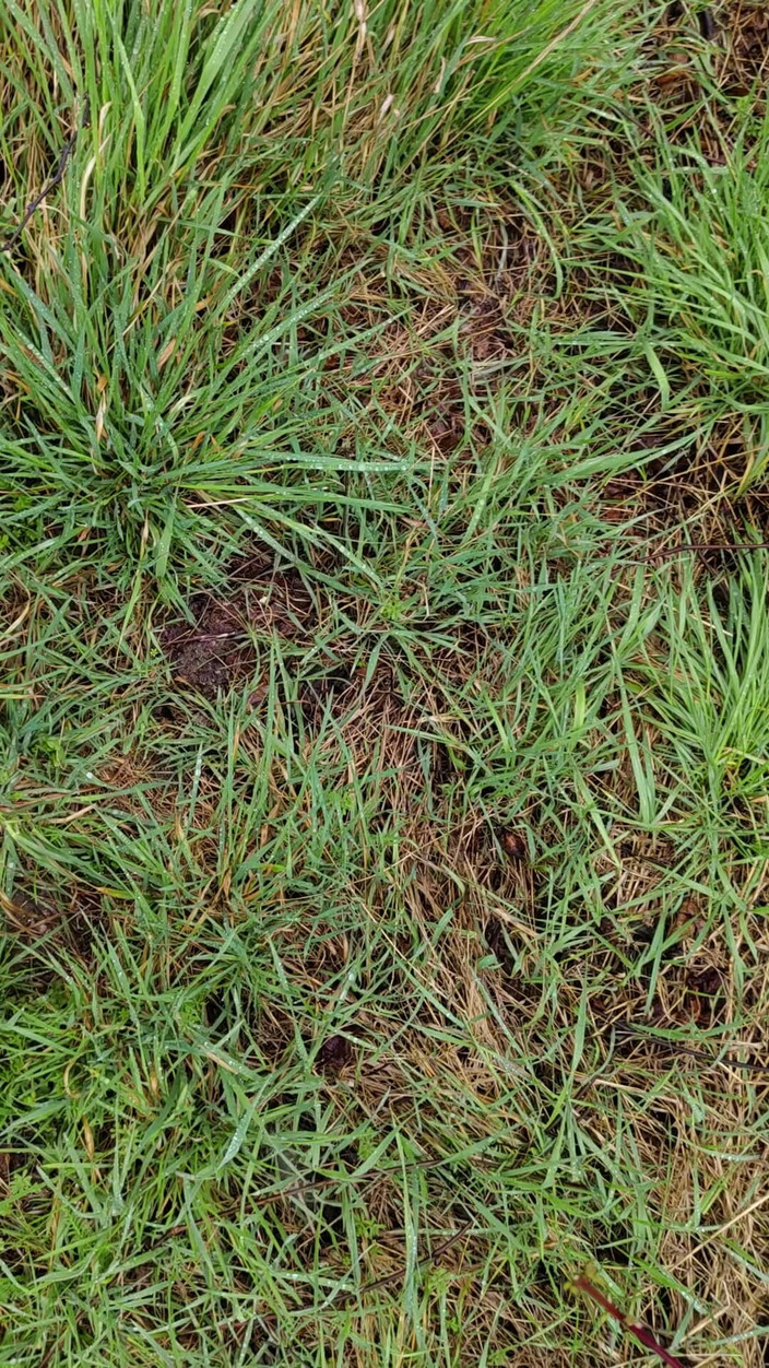 Bayer911: Mear al aire libre bajo la lluvia