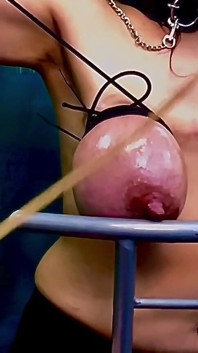 Enormes tetas de vaca atadas y azotadas